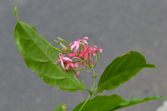 Quisqualis malabarica